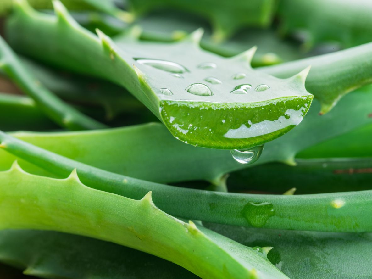 Plants That Look Like Aloe Vera – List With Pictures & ID Tips