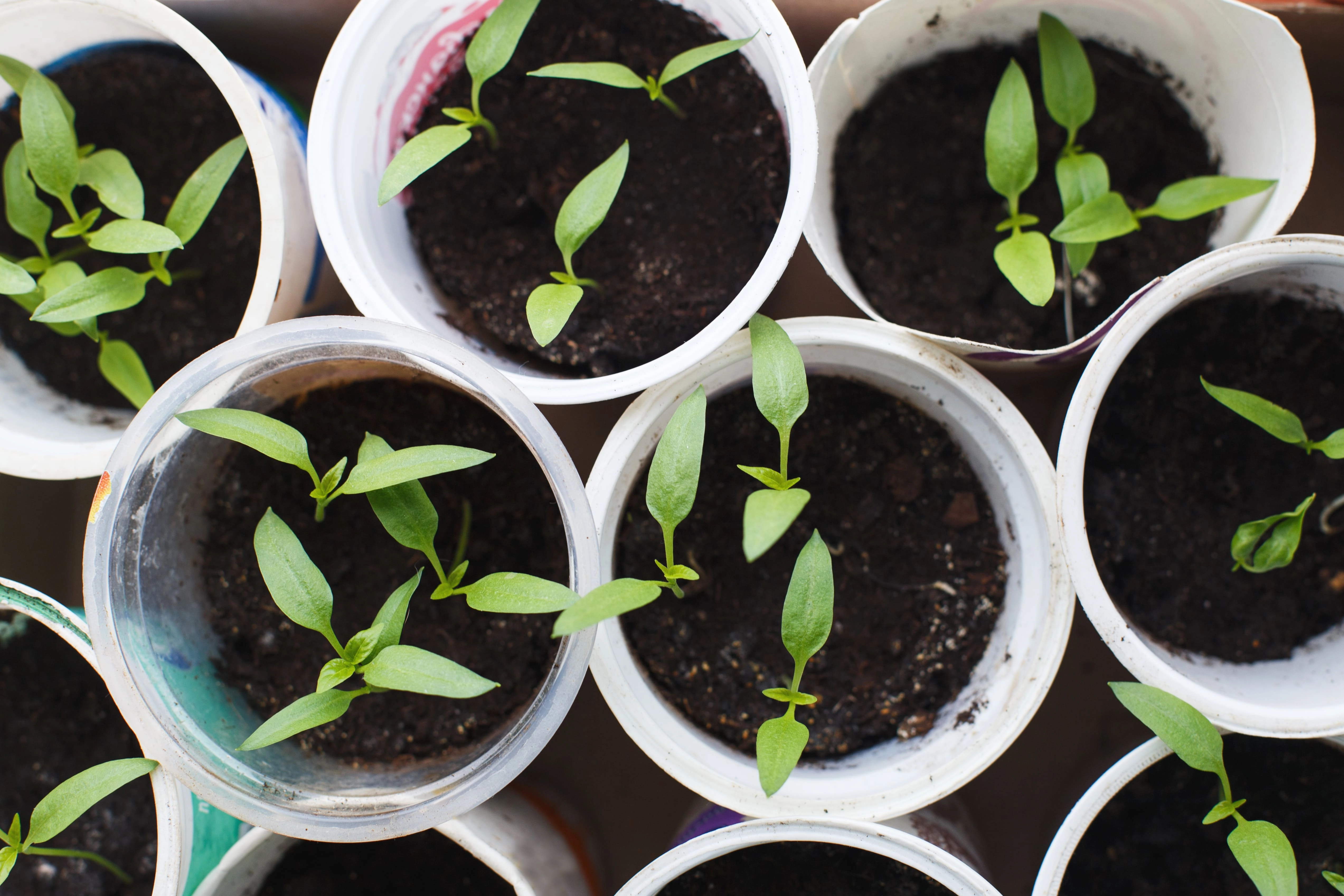 Pepper seedlings.jpg