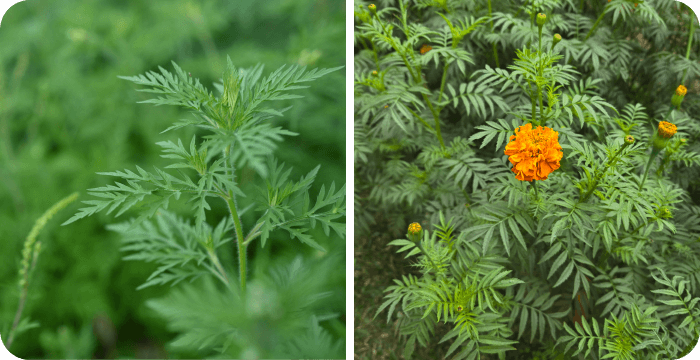 What Does Ragweed Look Like? (Pictures & Identification Tips)