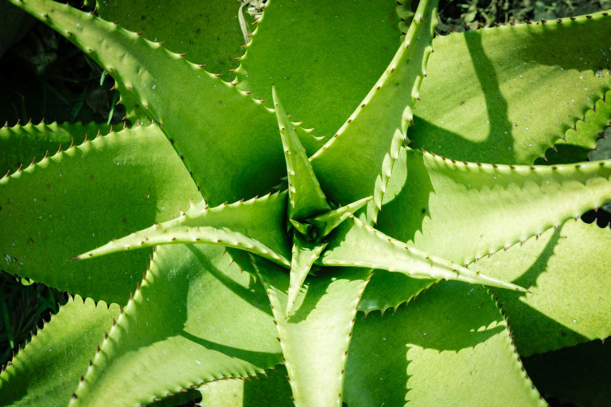 Plants That Look Like Aloe Vera – List With Pictures & ID Tips