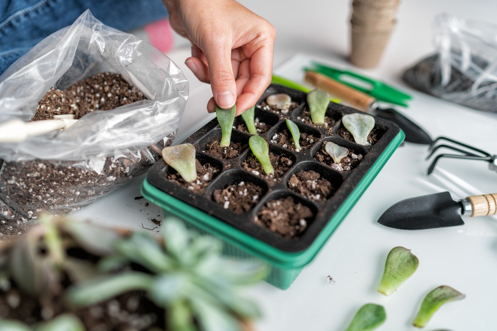 How to Propagate Succulents From Leaves & Cuttings (Growing Guide)