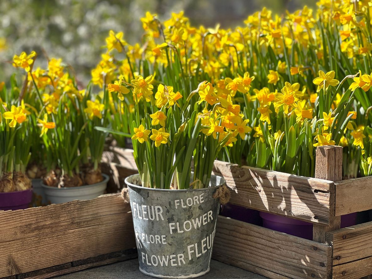 MARCH NATIONAL FLOWER visual data 6