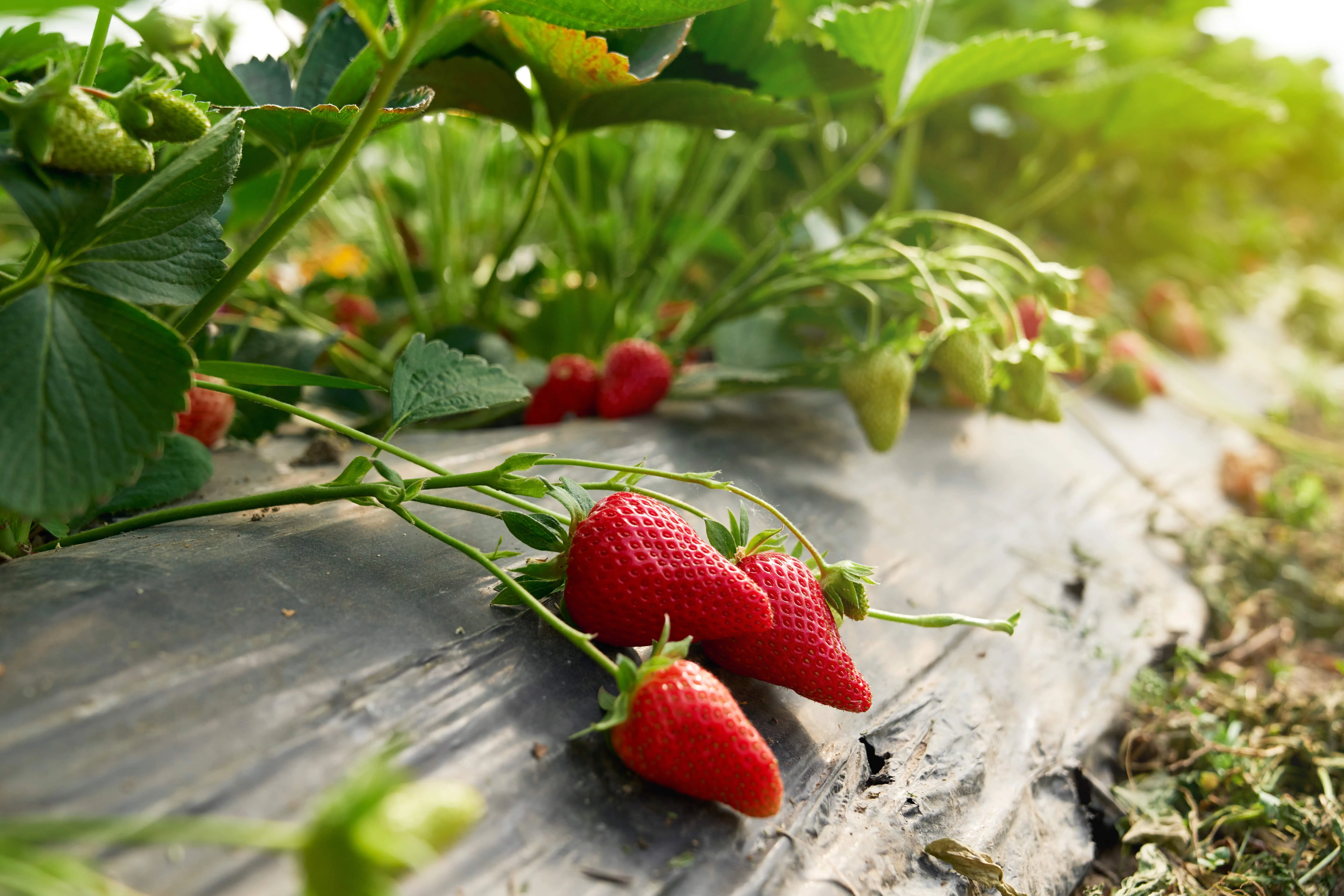 Strawberry Companion Plants