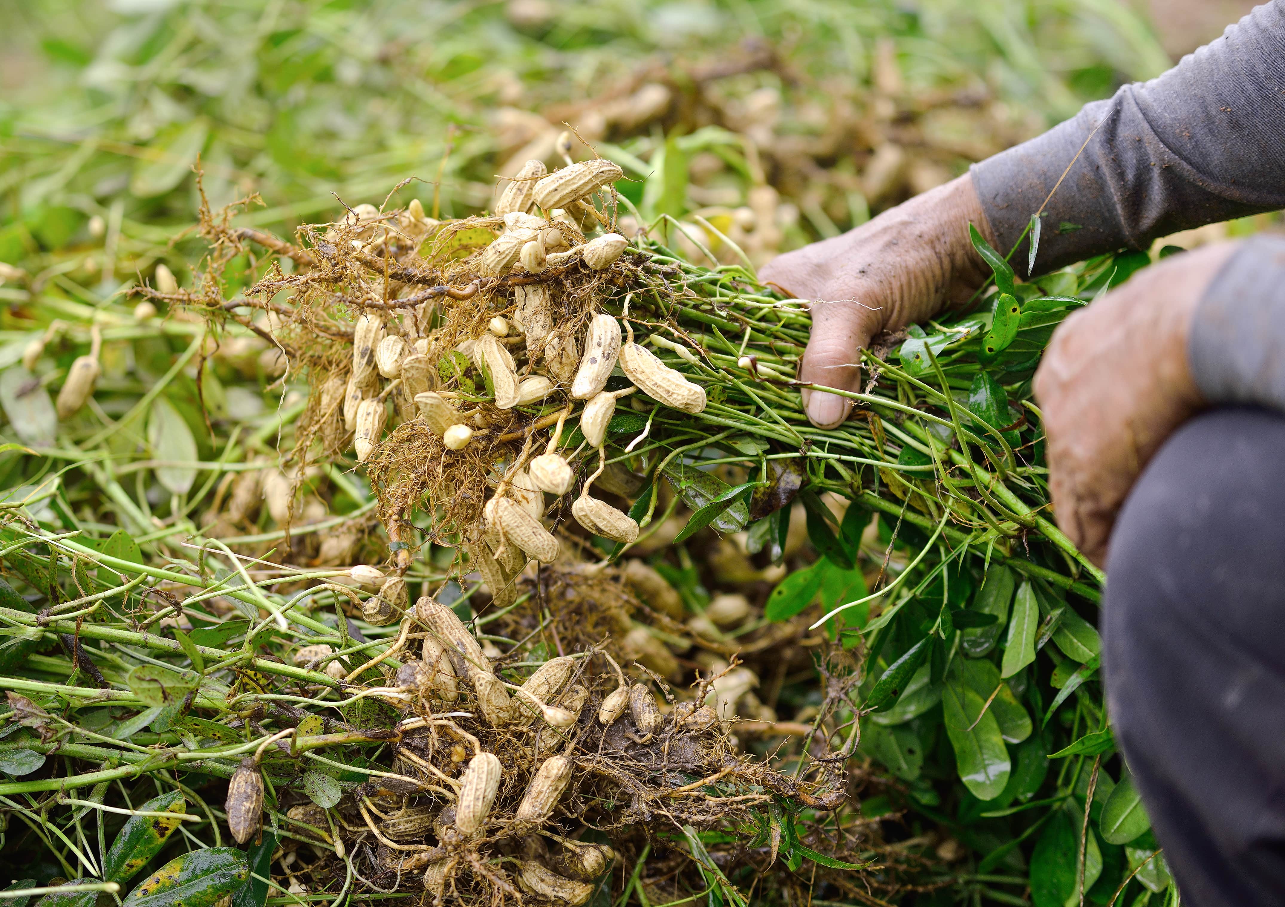 Full Guide on Sweet Potato Companion Plants