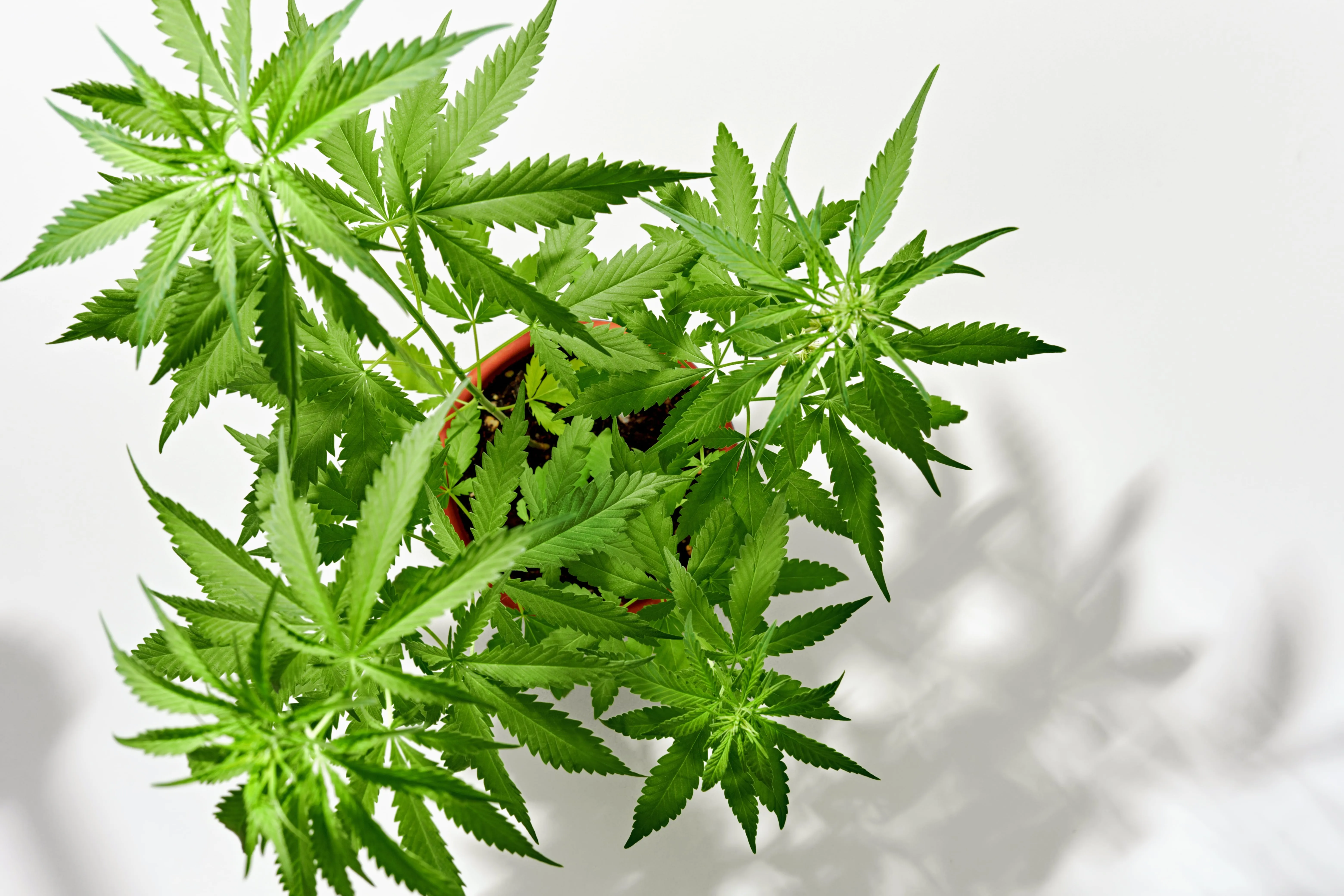 Unveiling the Mystery Plants that Resemble Weed Ames Farm Center