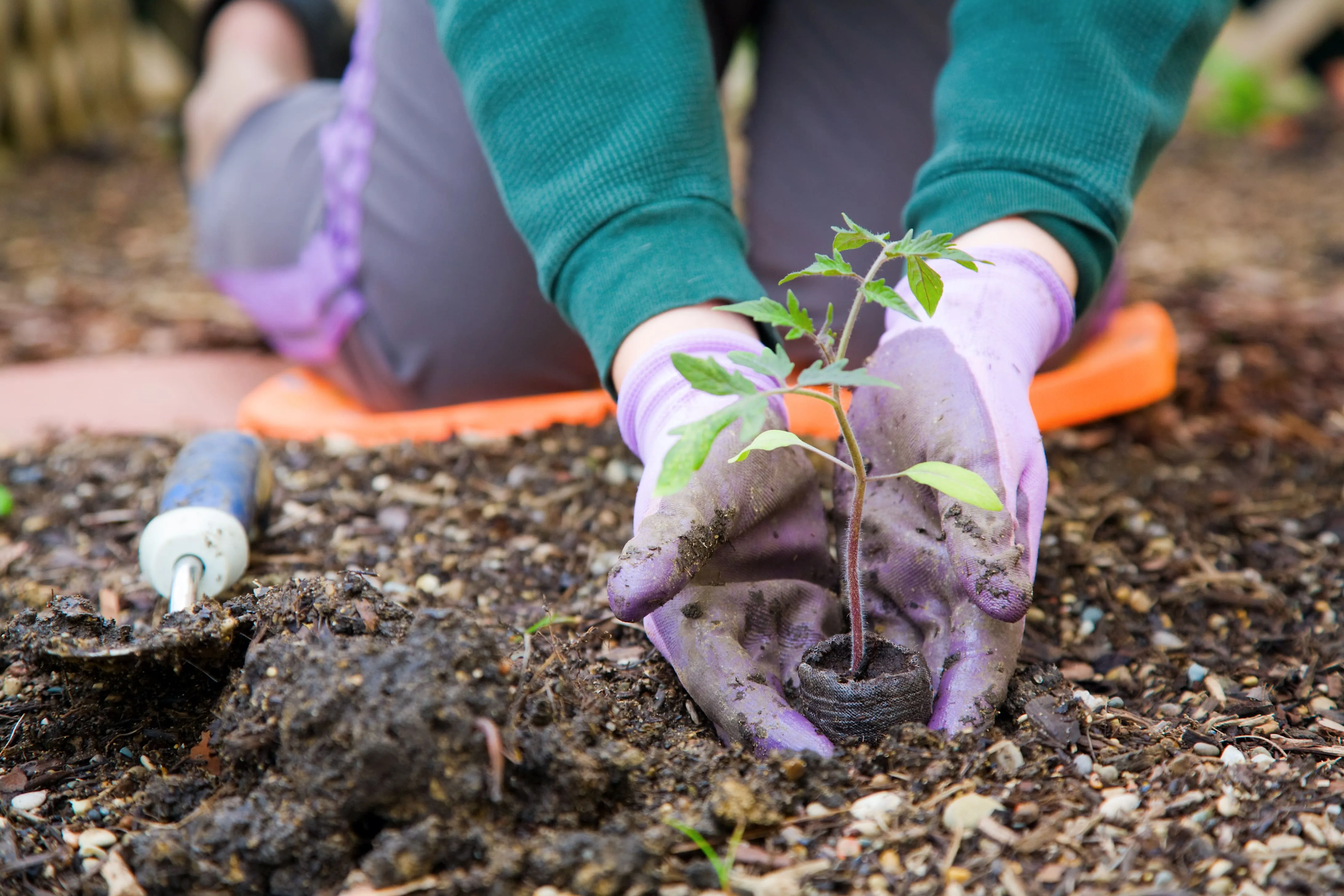 Caring for a Sprouted Vegetable