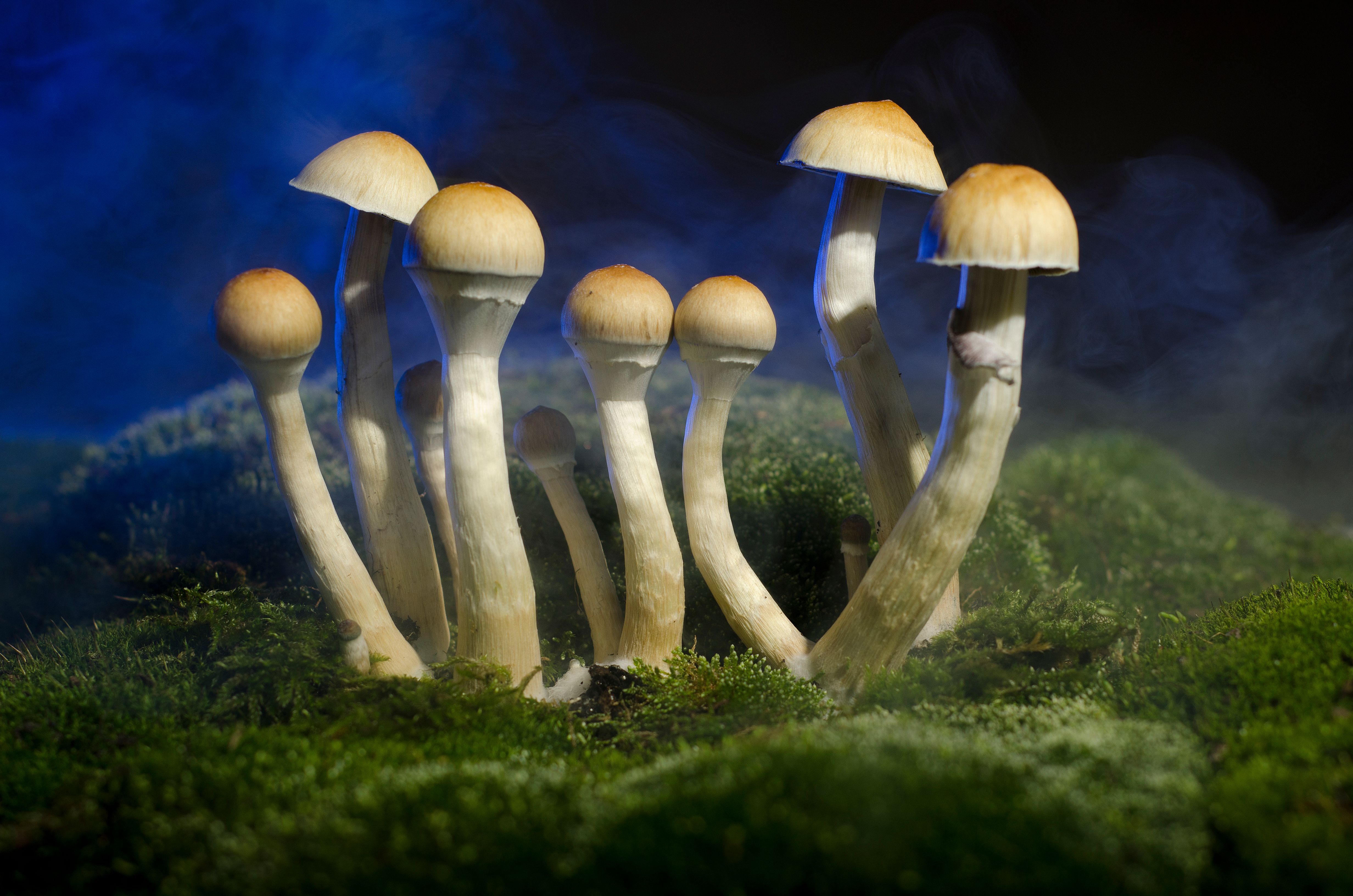 How Long Do Shrooms Last (Magic Mushrooms Effect)