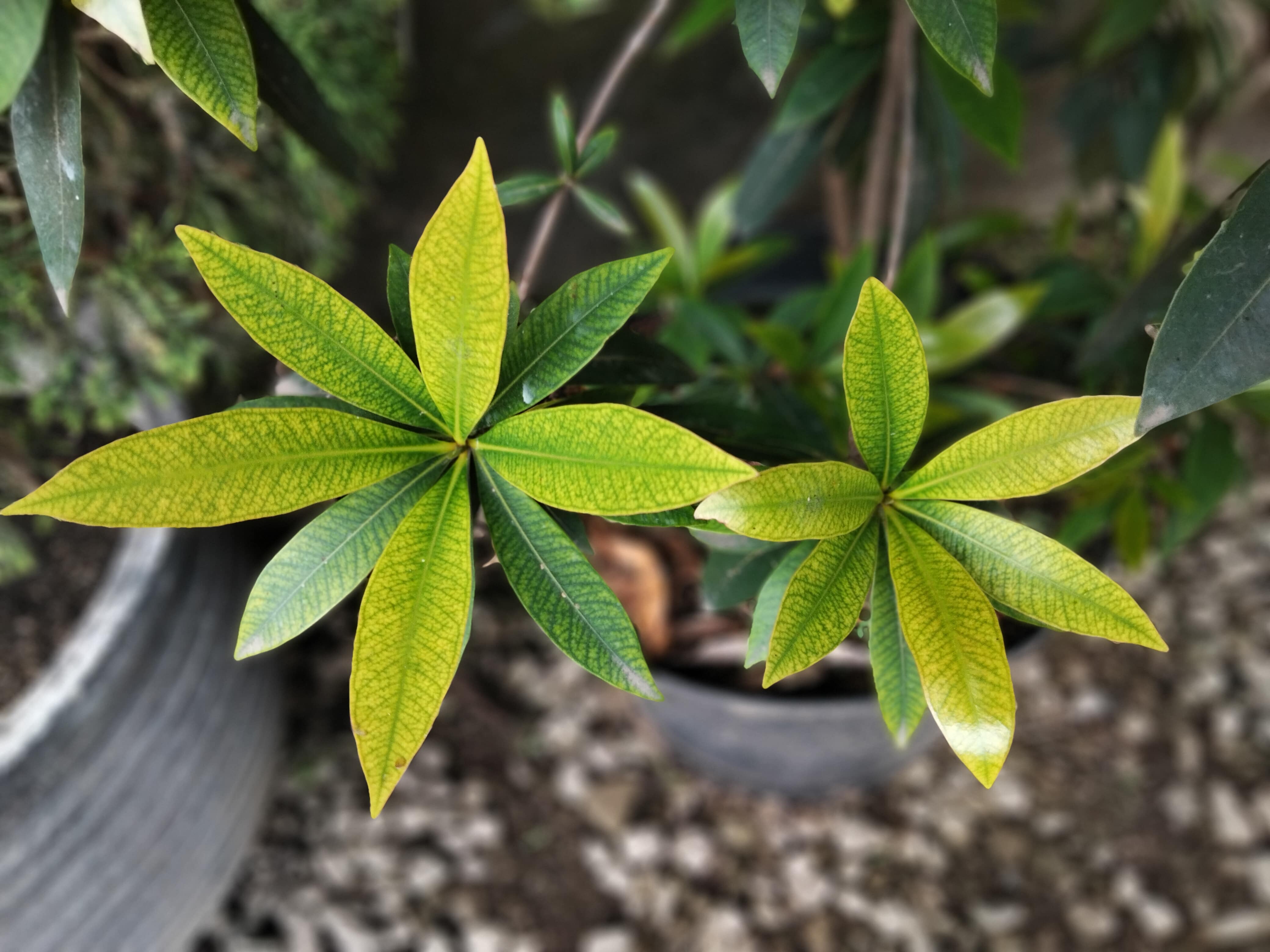 Full Guide on Plant Leaves Turning Yellow