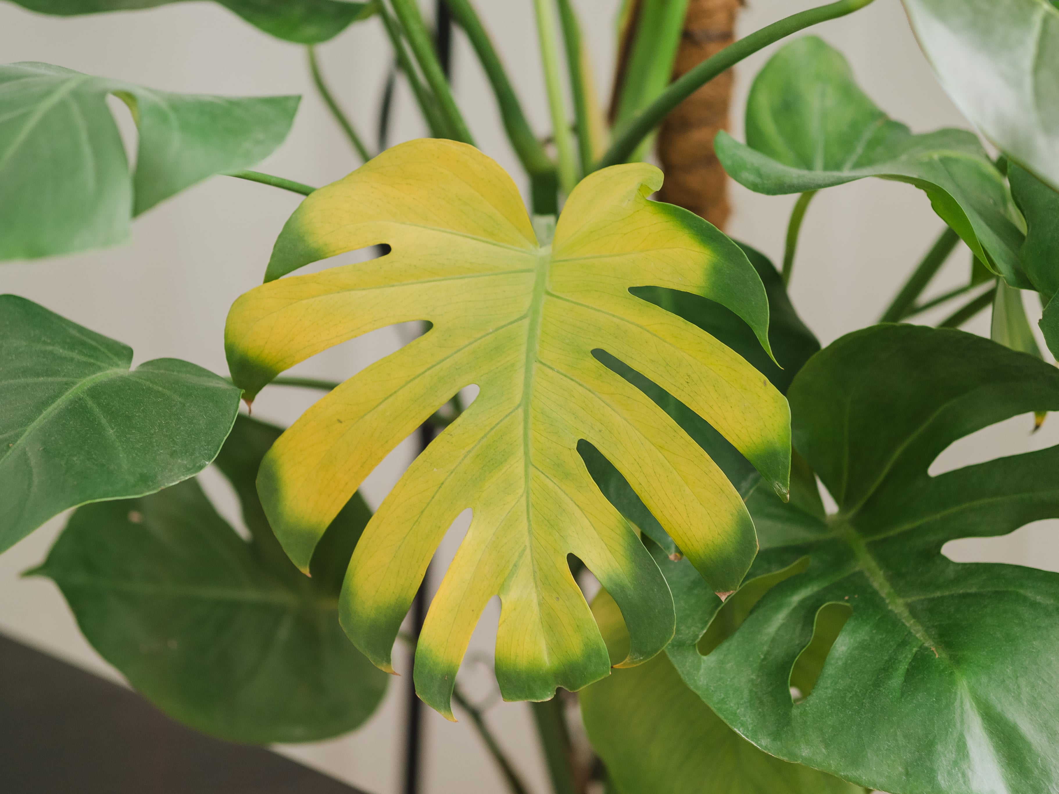 Full Guide on Plant Leaves Turning Yellow