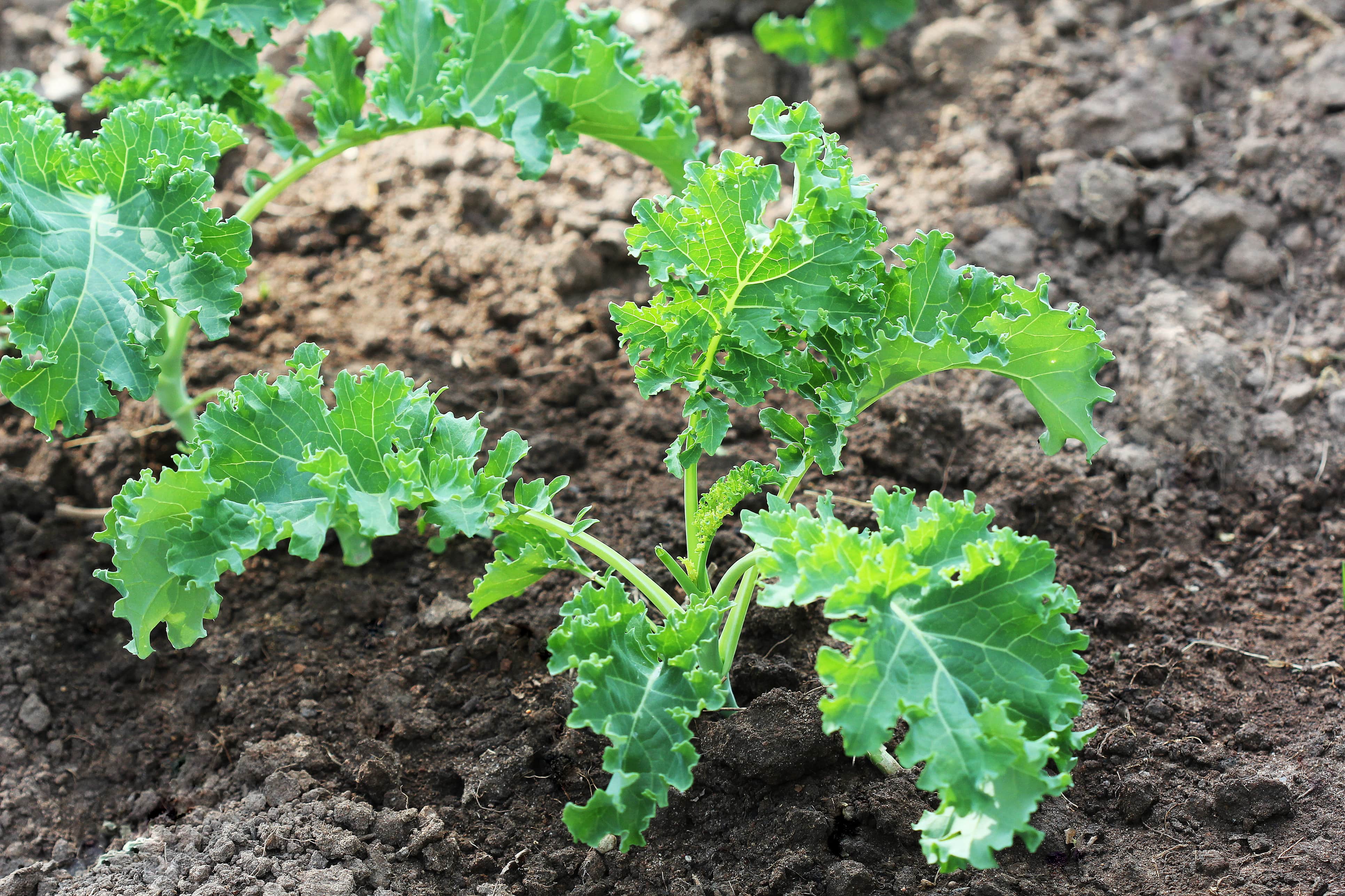 Kale Companion Plants Big List of Best & Worst Companions