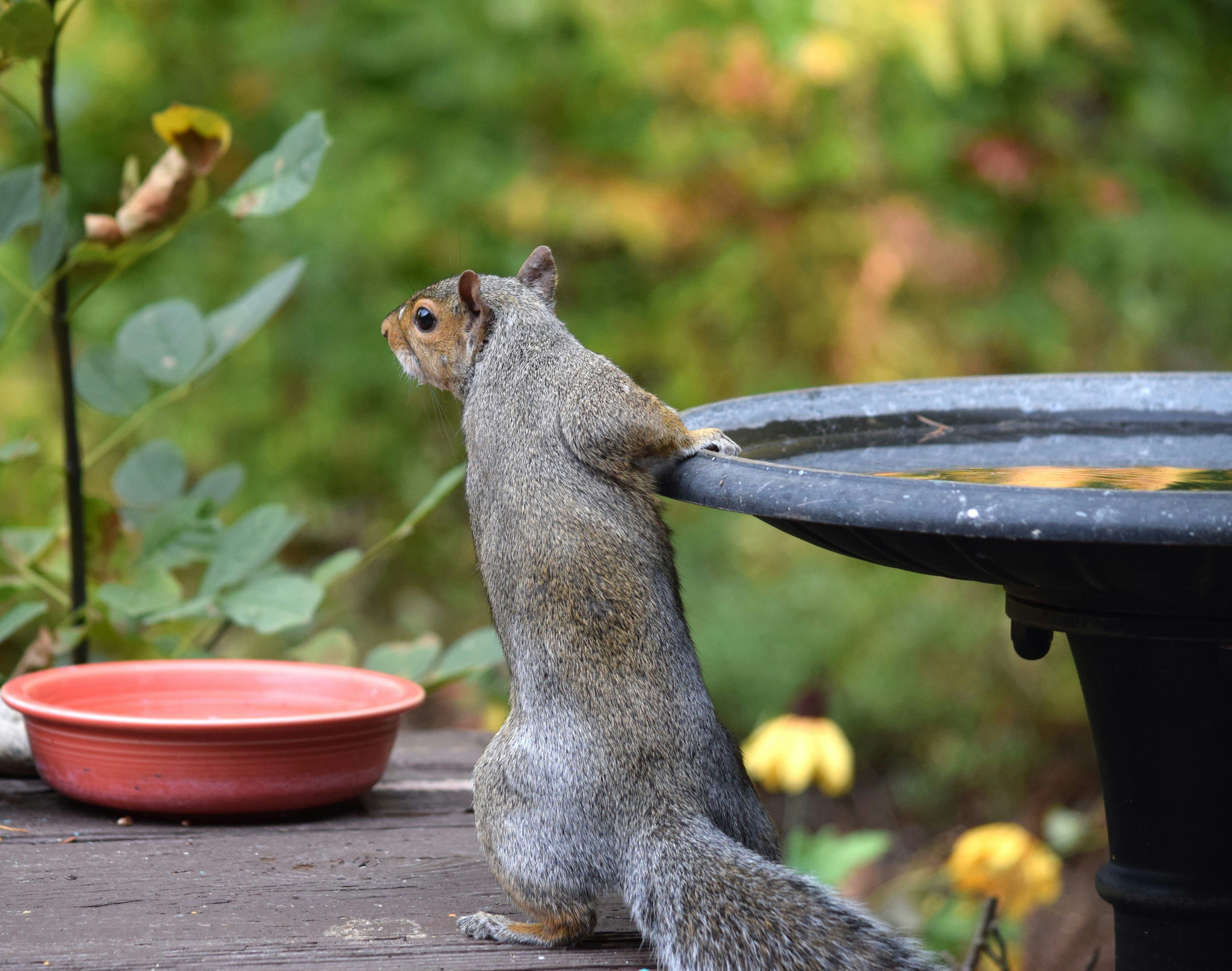 How to Keep Squirrels out of Potted Plants