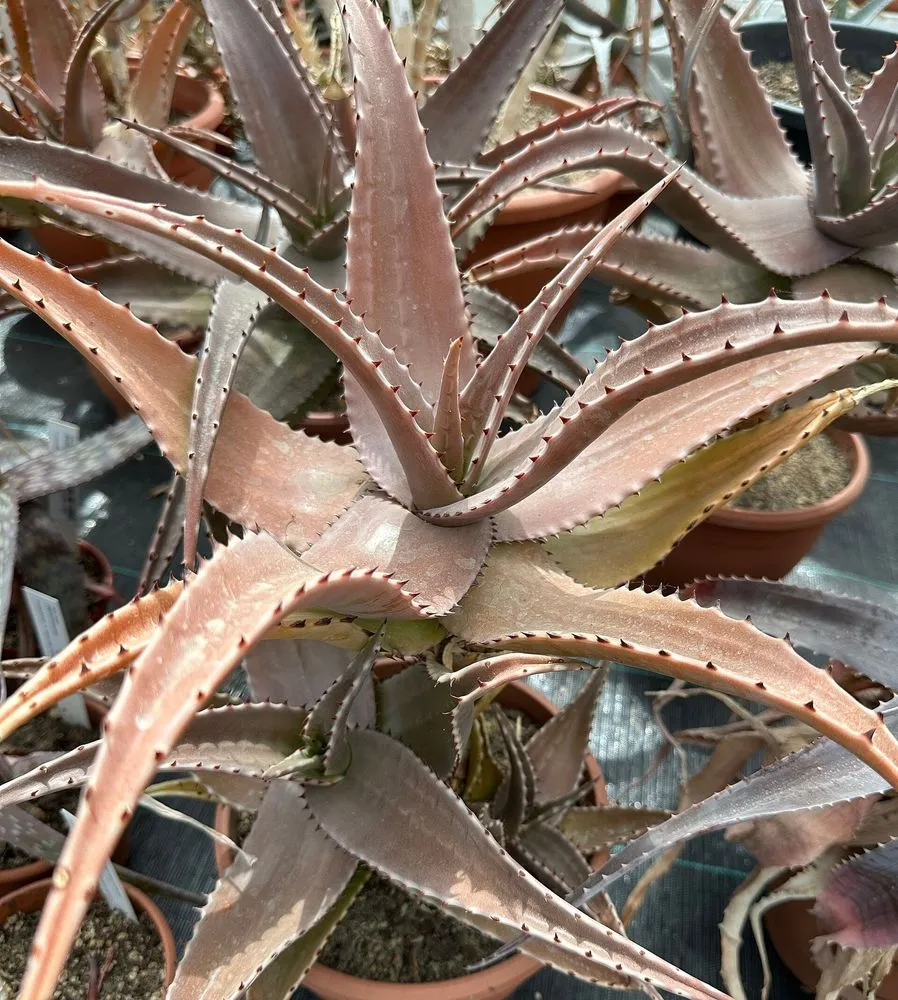 Sansevieria Stuckyi Care