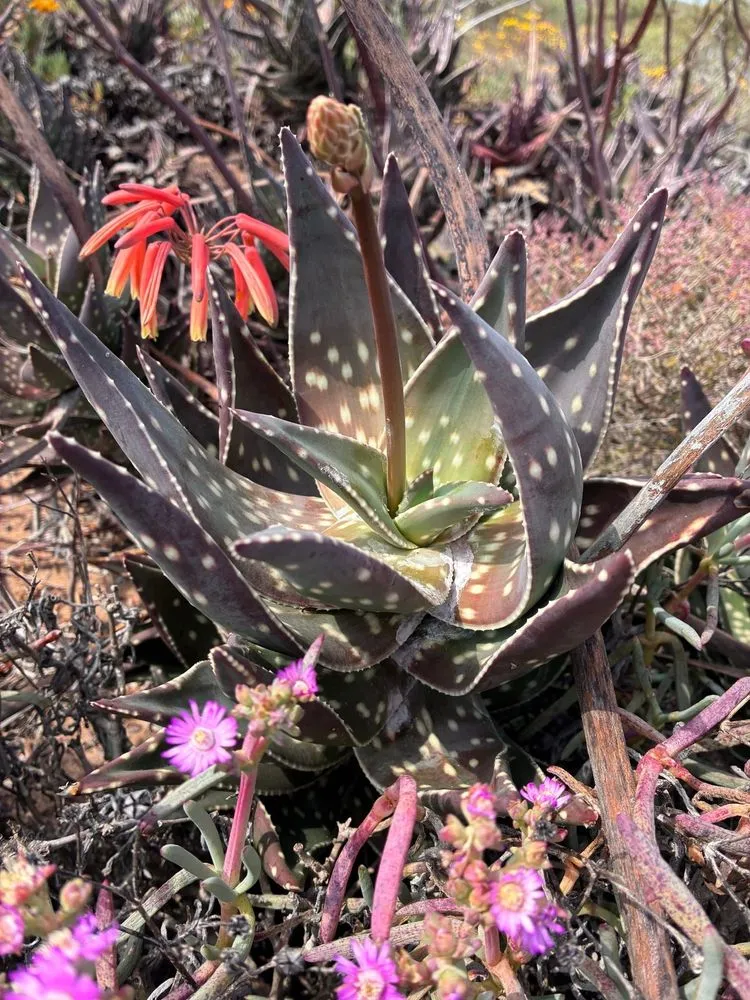 aloe vera plants to buy Aloe Vera