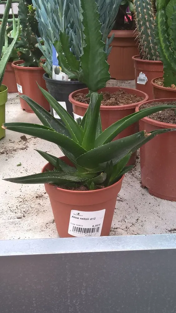aloe vera shampoo amazon ALOE VERA PRO – Mango Herbs main image 1