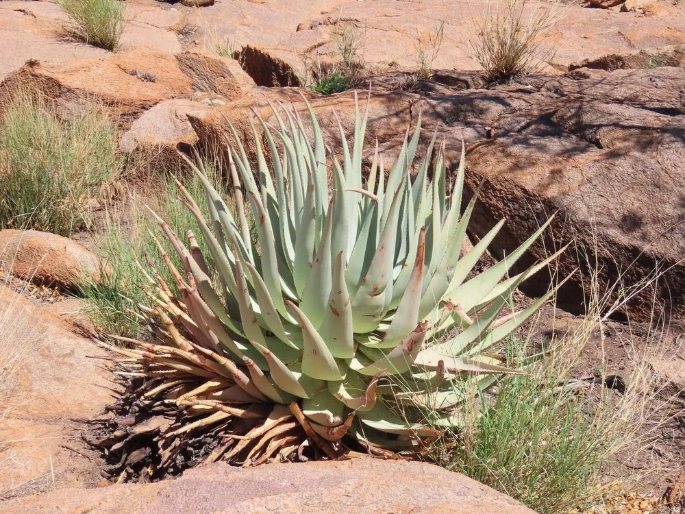 Gasteria Nitida Care