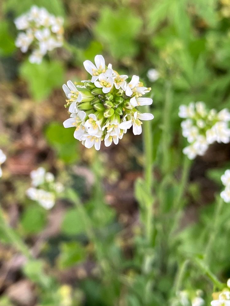 Hairy Rockcress 0