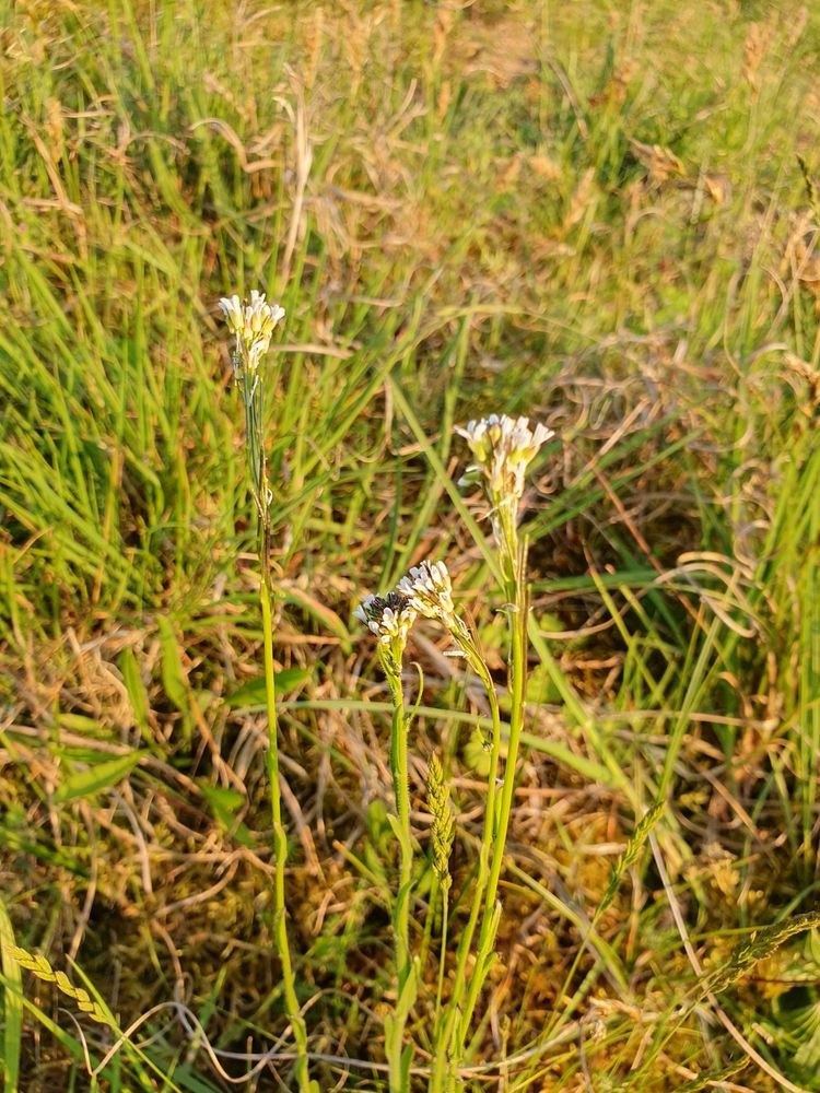Hairy Rockcress main