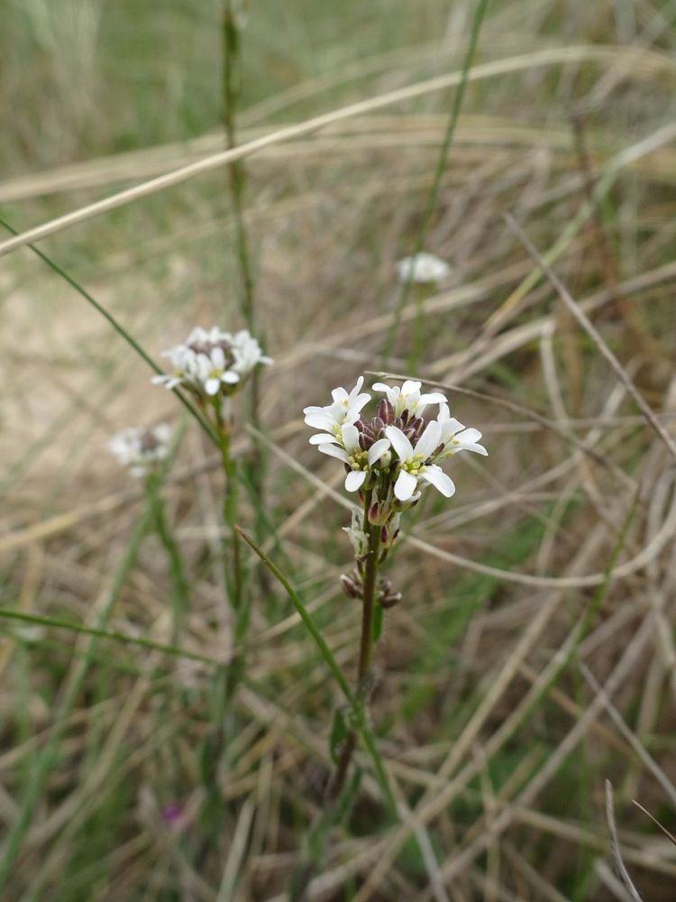 Hairy Rockcress 1