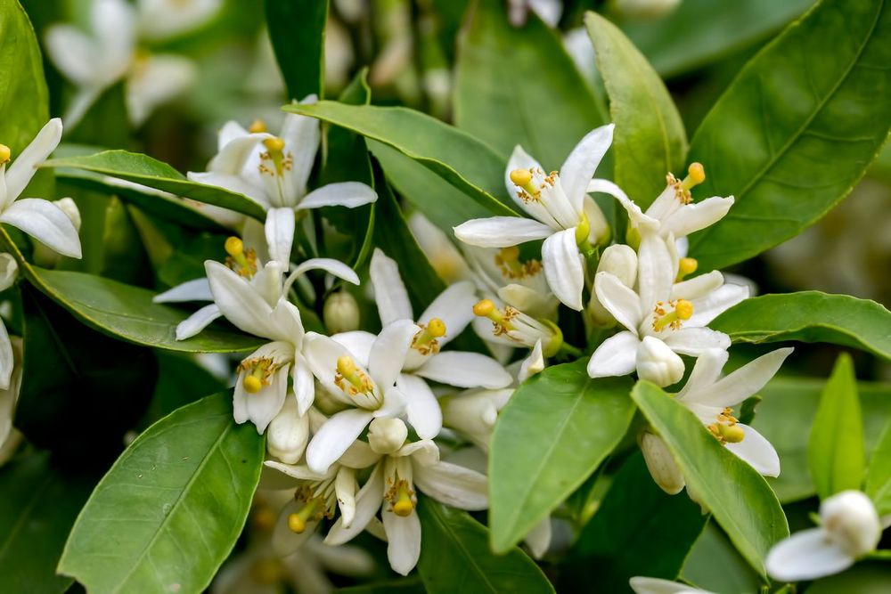 Chocolate Navel Orange 1