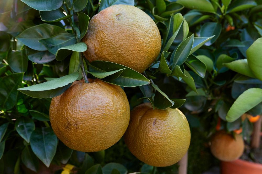 Chocolate Navel Orange 0