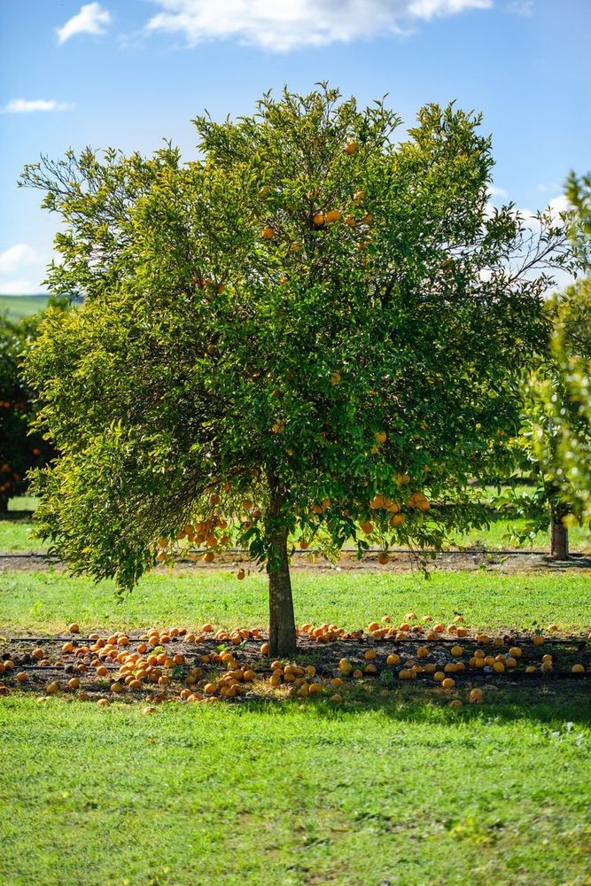 Chocolate Navel Orange main