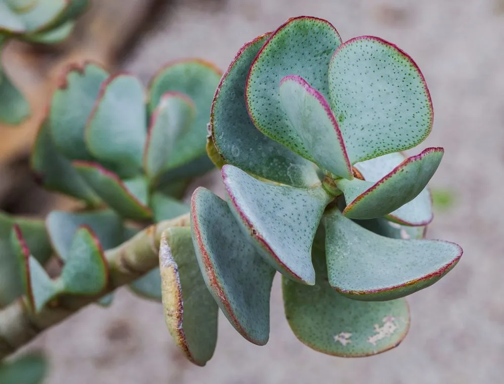 string for plants Ficus pumila 'Quercifolia' (String of Frogs) – The Plant Lady SF