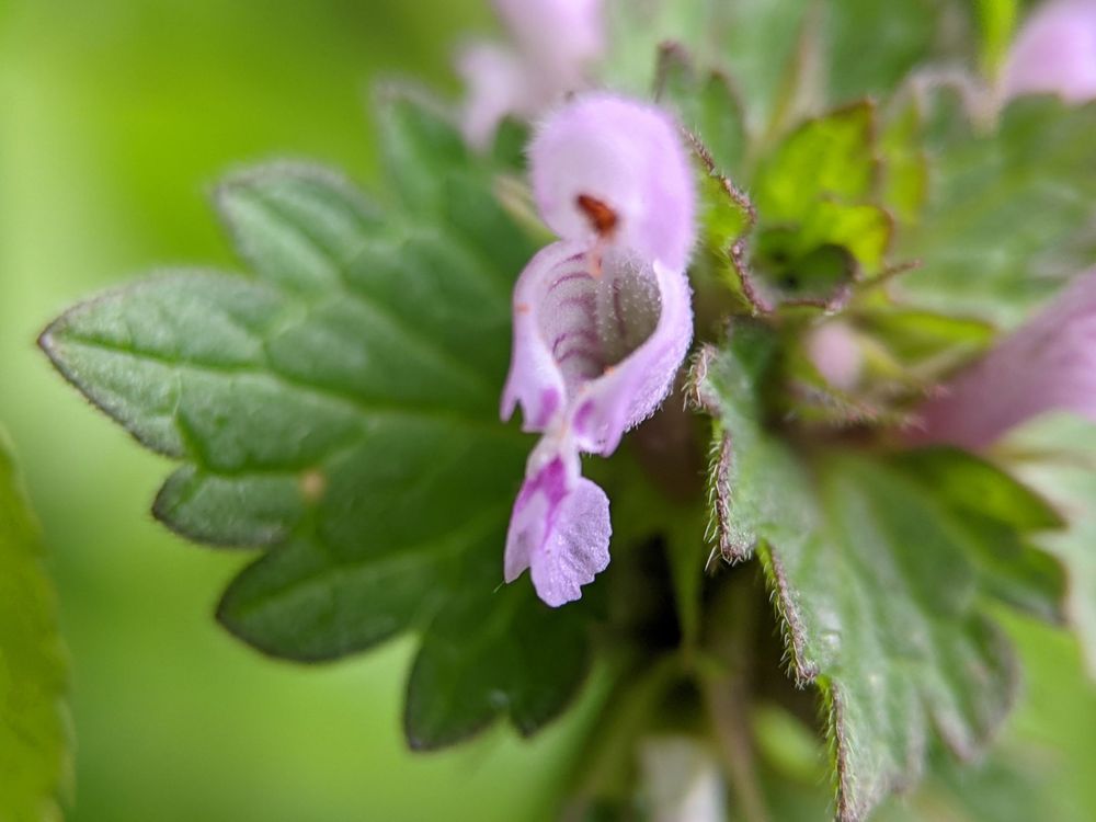 Hybrid Deadnettle 0 Hybrid Deadnettle 0