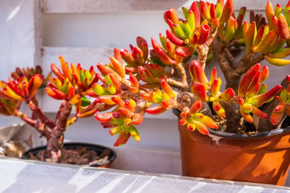 Lot De 3 Plantes Grasses Crassula - Arbre à Argent (Minor, Hobbit, Sunset) - Pot 12 Cm - Plantes D'intérieur Faciles à Entretenir