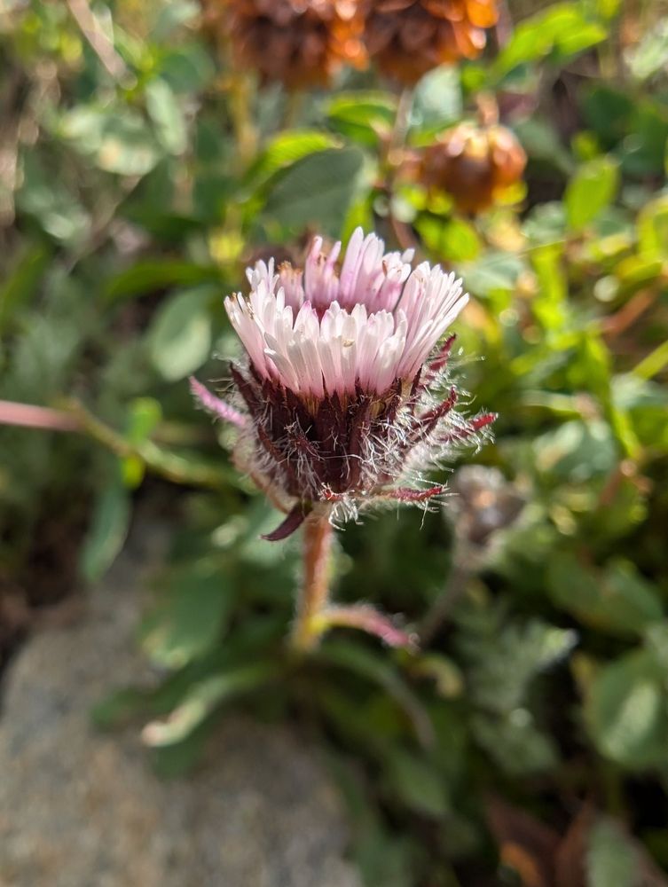 One-Flowered Fleabane 1