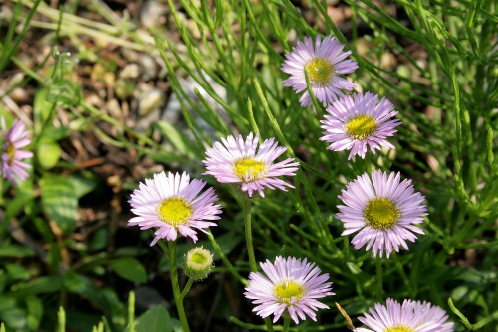 One-Flowered Fleabane main