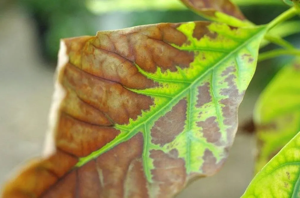 Light or Heat Source Damage > Identify, Control & Disease Prevention Tips