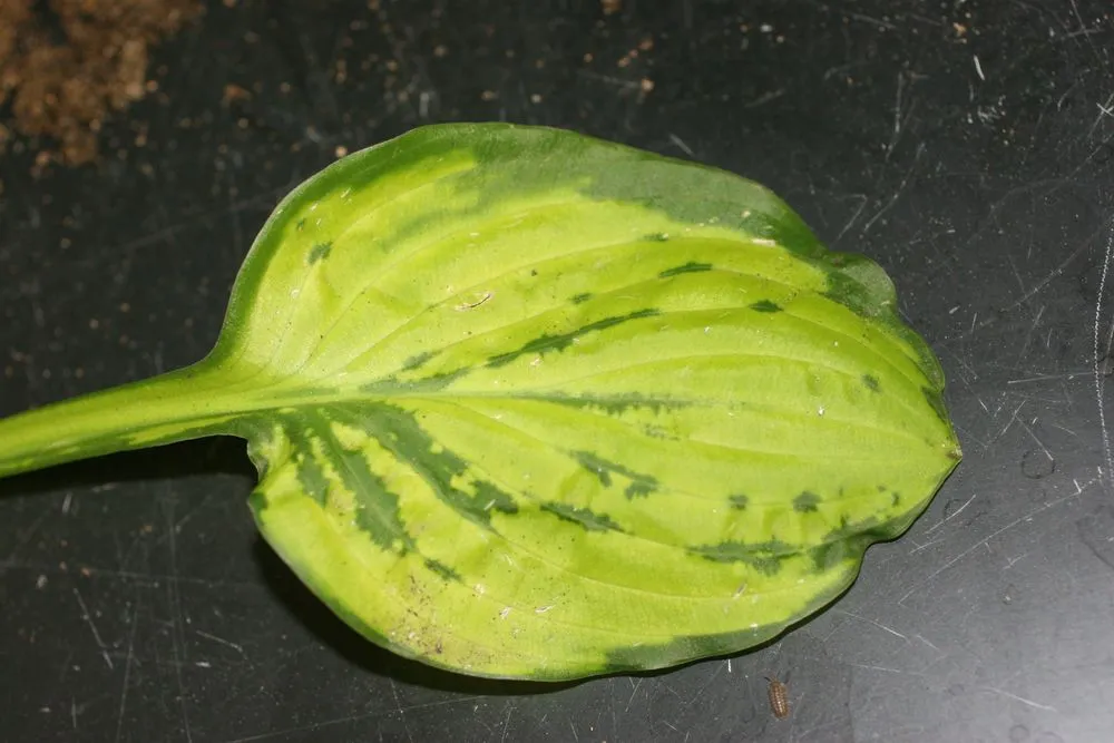 Hosta virus x > Identify, Control & Disease Prevention Tips