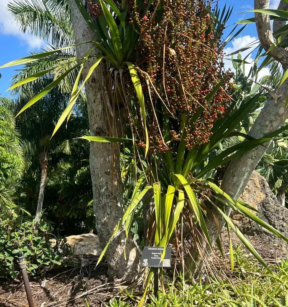 Yellow Butterfly Palm Care