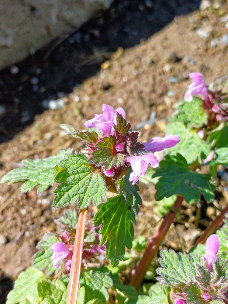Hybrid Deadnettle main Hybrid Deadnettle main