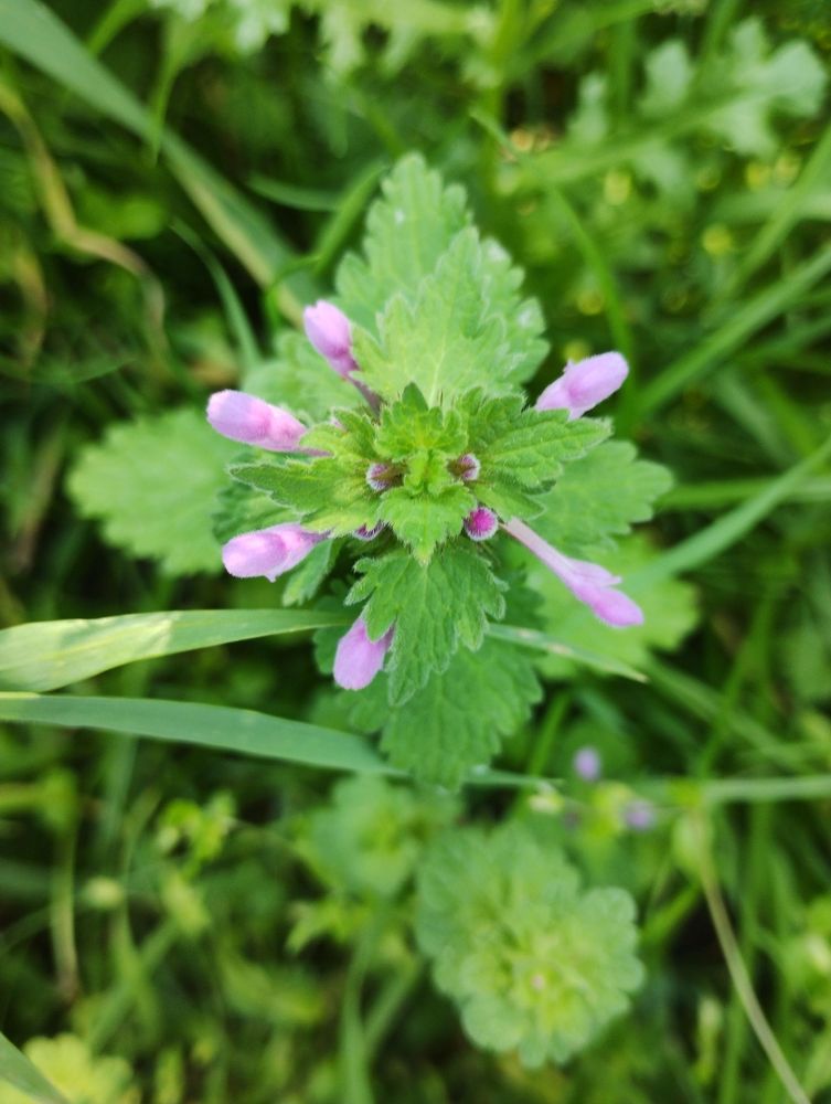 Hybrid Deadnettle 1 Hybrid Deadnettle 1
