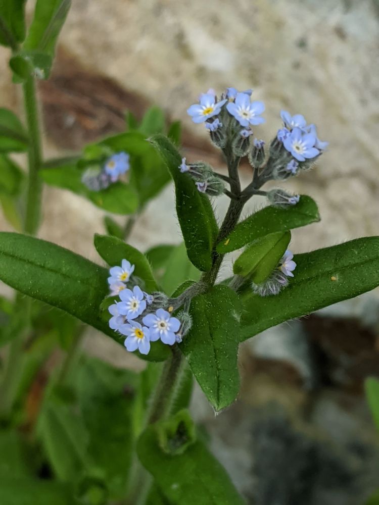 Field Forget-Me-Not 1