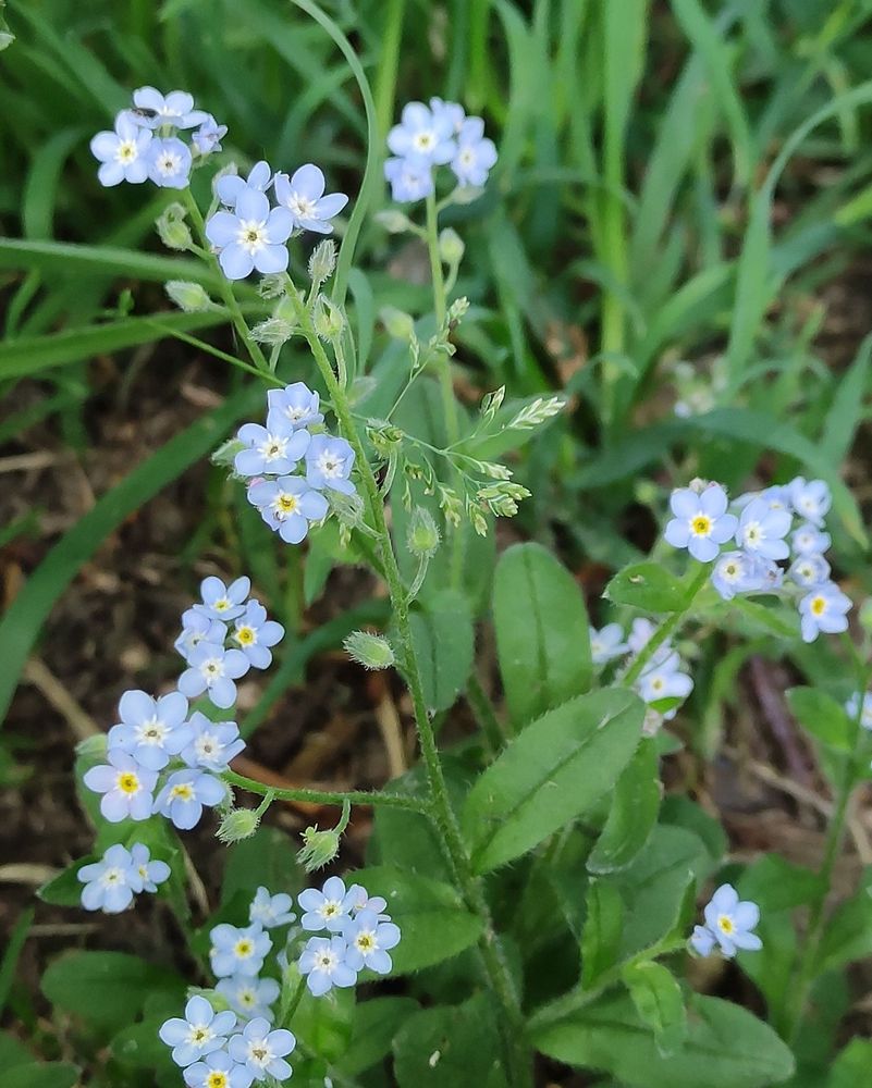 Field Forget-Me-Not main