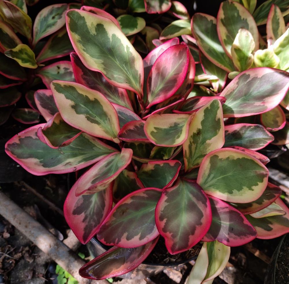 Peperomia Ginny 1 Peperomia Ginny 1