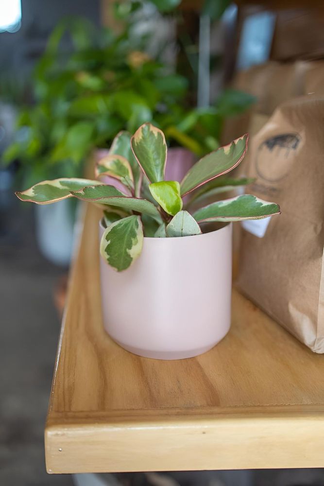 Peperomia Ginny 0 Peperomia Ginny 0