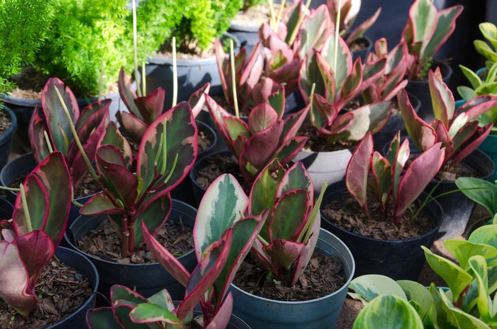 Peperomia Ginny main Peperomia Ginny main
