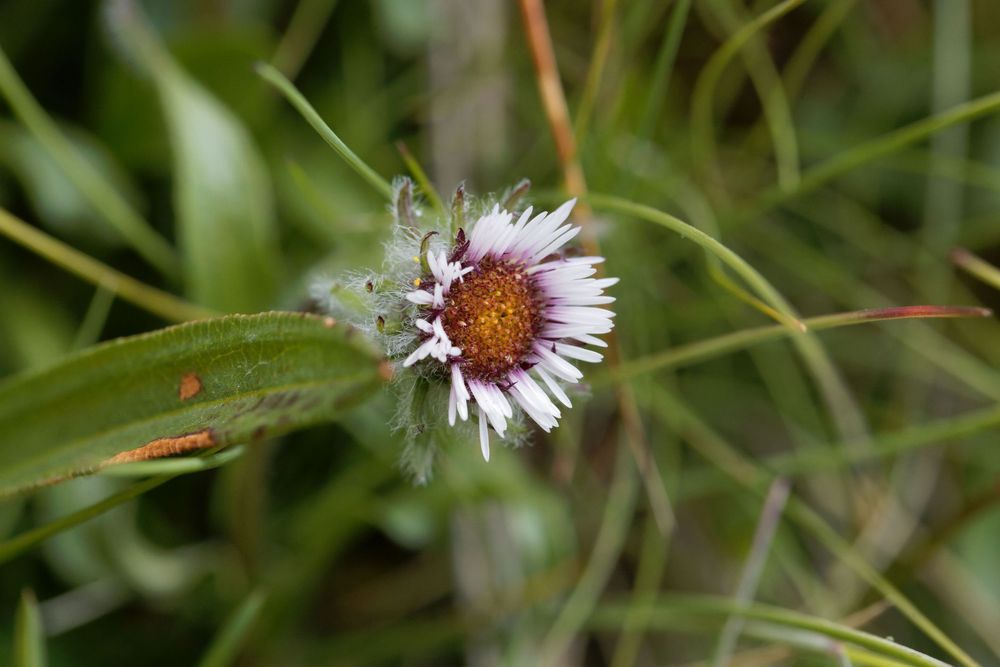 One-Flowered Fleabane 0