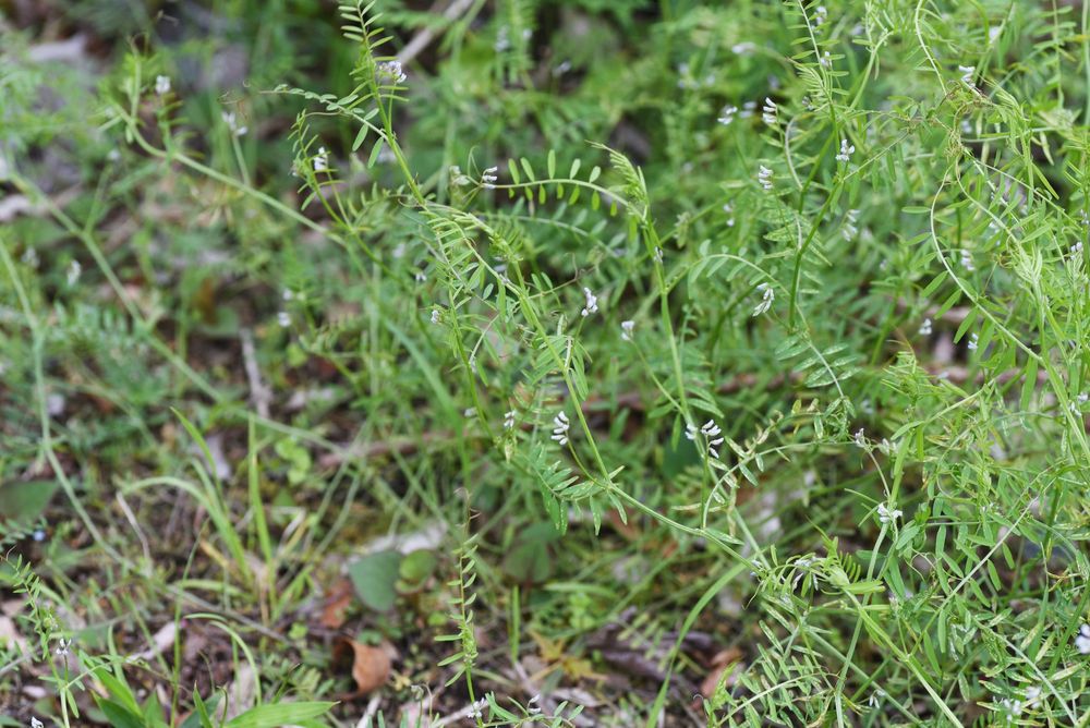 Hairy Tare,Hairy Vetch, Tiny Vetch main