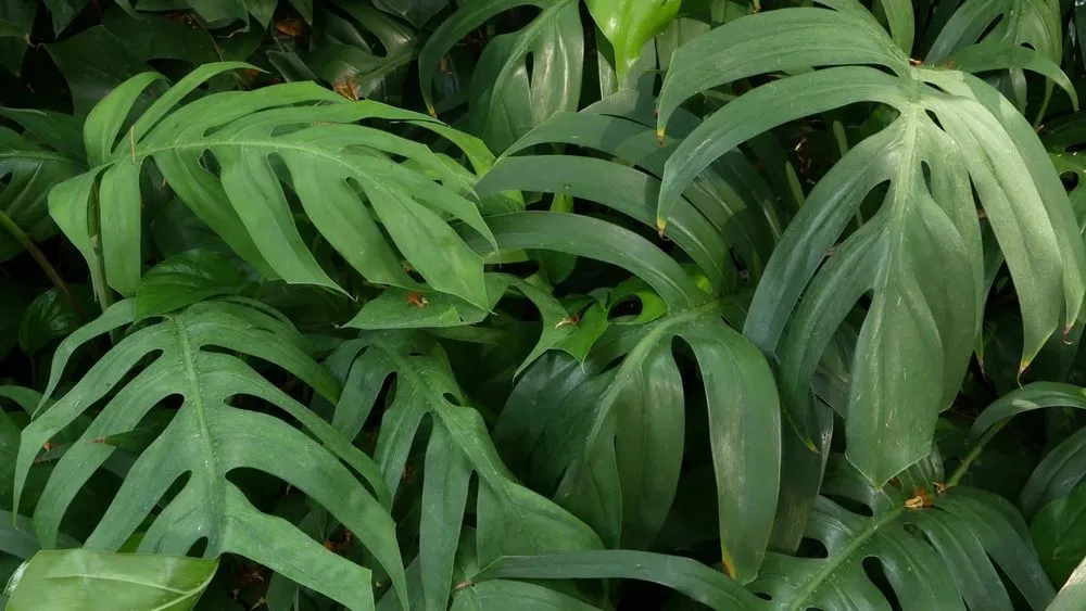 avocado plant indoor Hass Avocado Tree | Grow Your Own Avocados