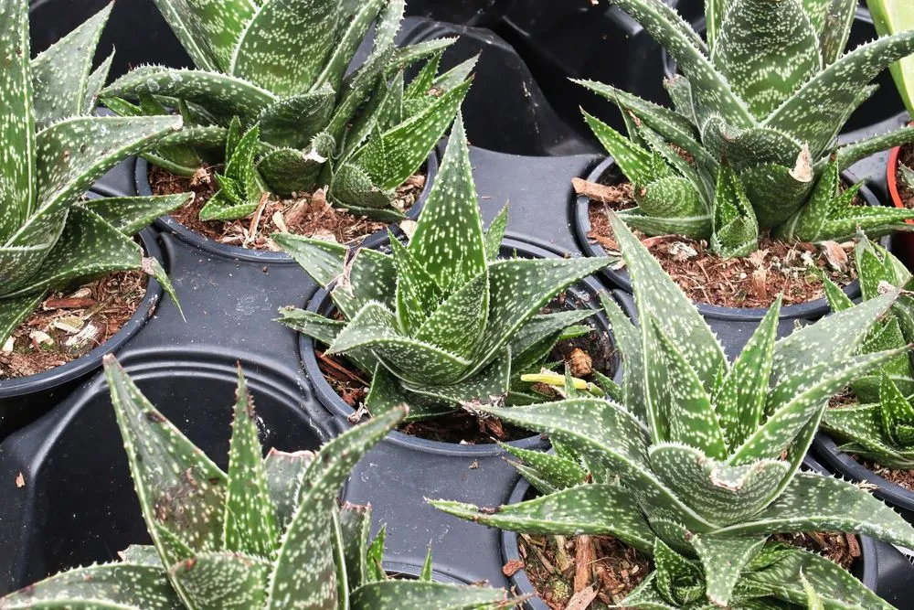 Snowflake Aloe Care