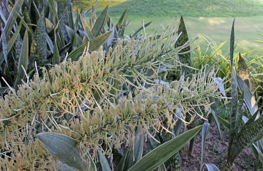 African Bowstring hemp Plant Care Growing Basics Water Light Soil 