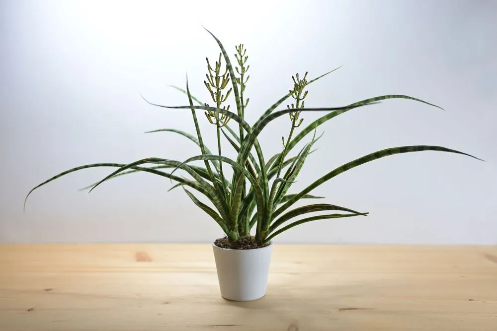 Philodendron 'malay Gold' Care