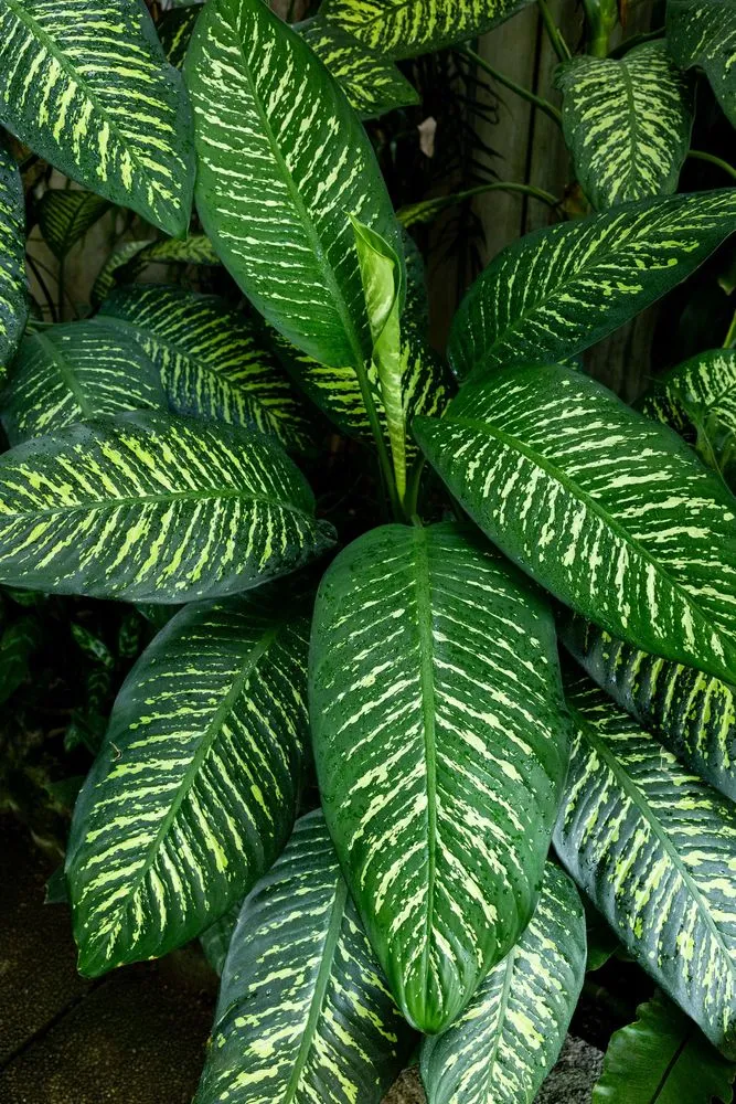 Philodendron Luxurians Care