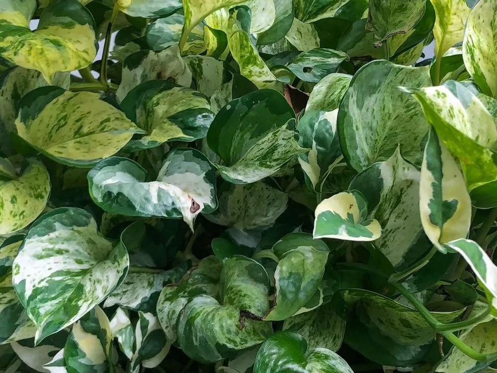 bergenia plant Bergenia Cordifolia Red Beauty main image 1