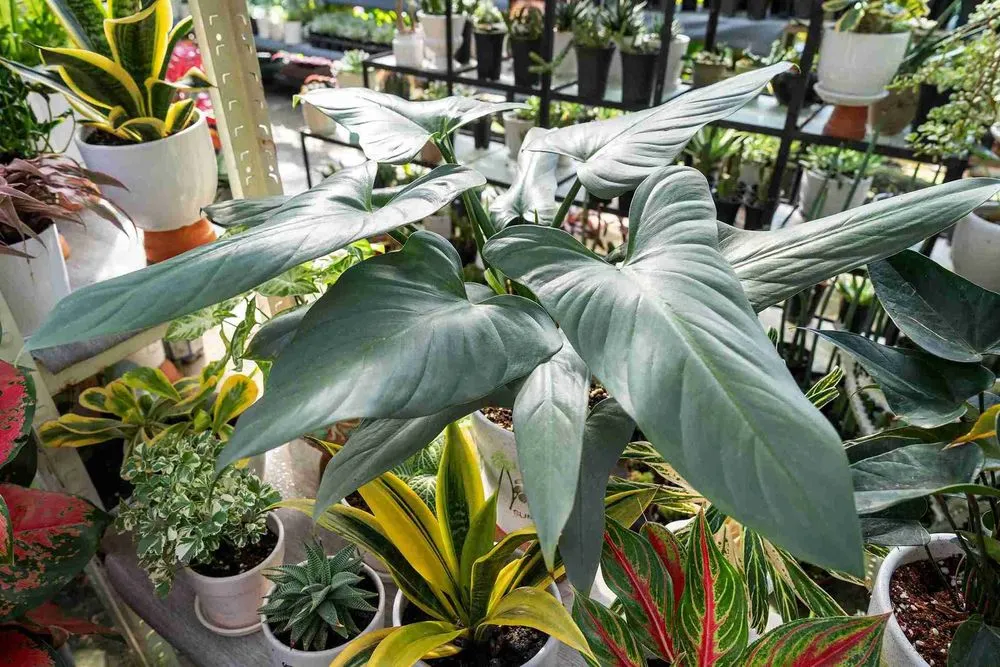 Philodendron Silver Sword Bloom