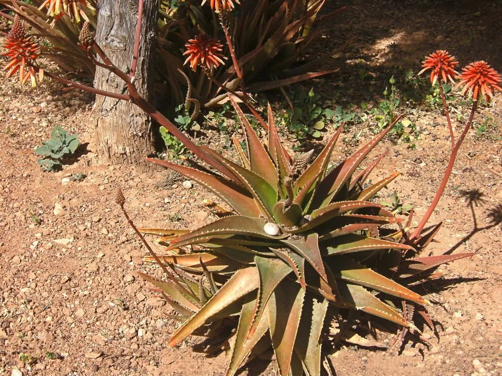 Kalanchoe 'Dragonfire' Hybrid Care